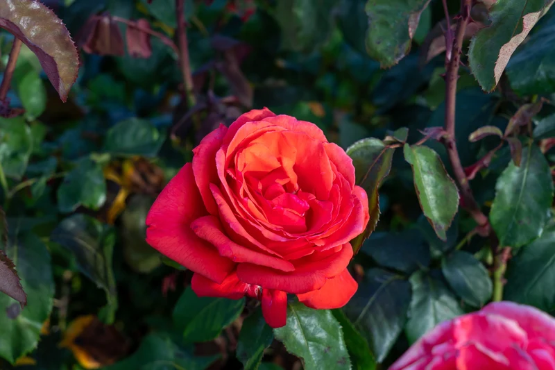 Rosier hybride de thé ‘Fragrant Cloud’ ( Rosa ‘Fragrant Cloud’)