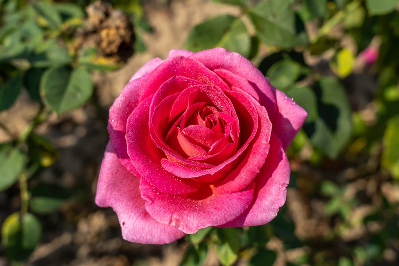 Rosier hybride de thé ‘Gentle Giant’ ( Rosa ‘Gentle Giant’)