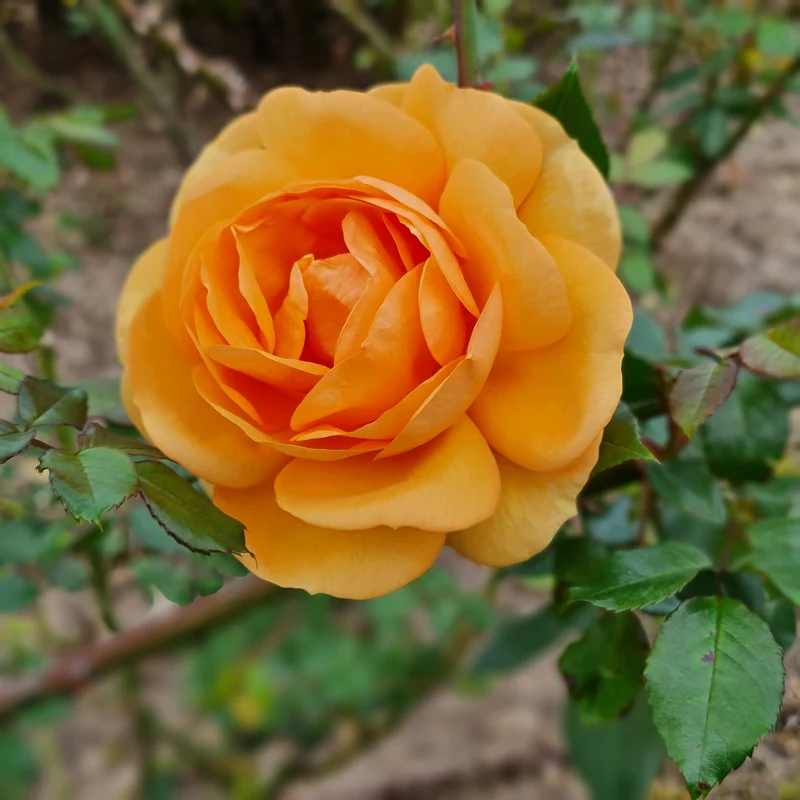 Rosier hybride de thé ‘Good As Gold’ ( Rosa ‘Good As Gold’)