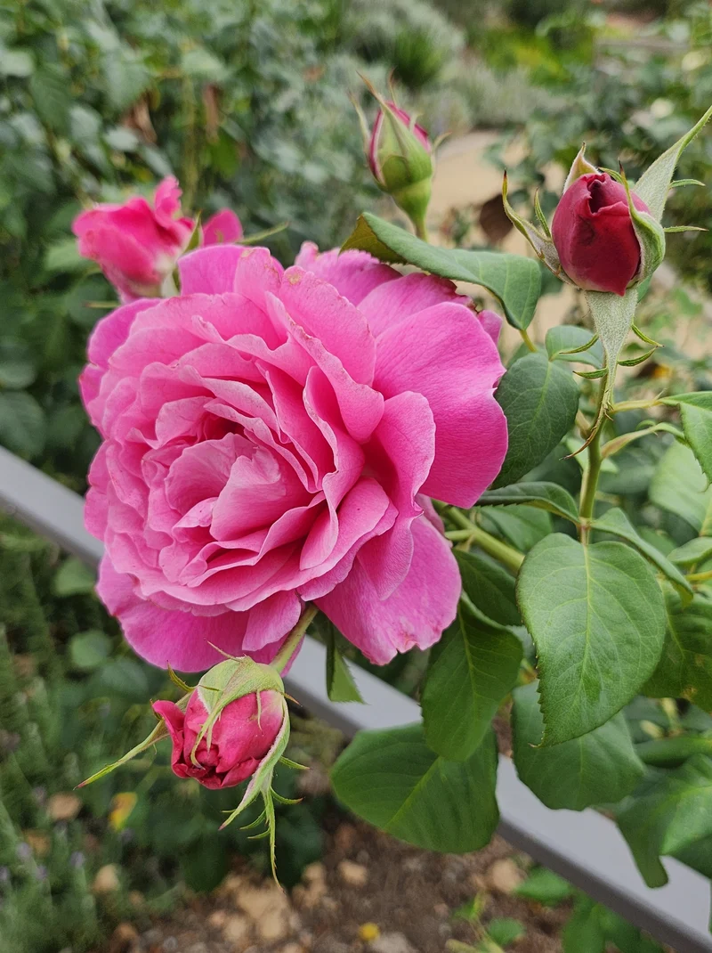 Rosier hybride de thé ‘Grande Dame’ ( Rosa ‘Grande Dame’)