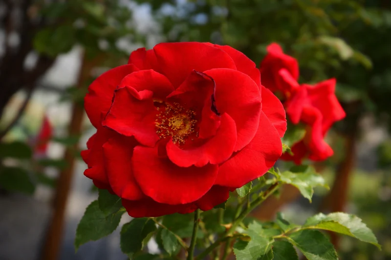 Rosier hybride de thé ‘In the Mood’ ( Rosa ‘In the Mood’)