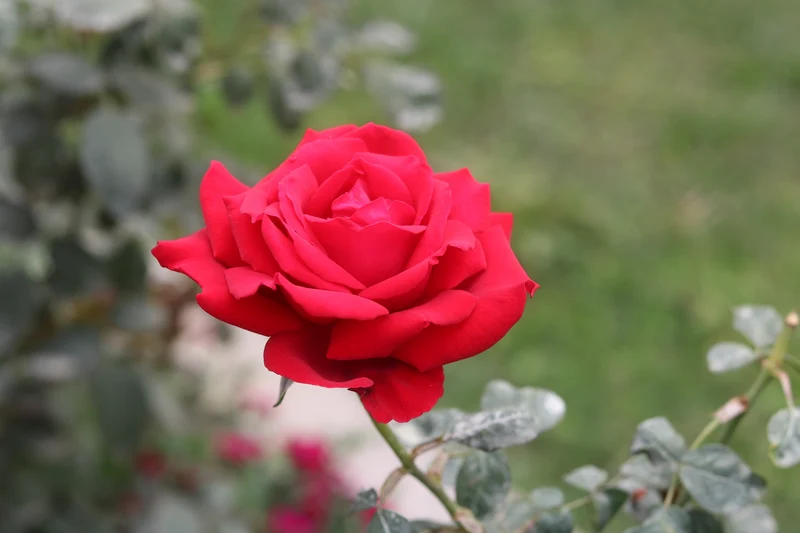 Rosier hybride de thé ‘Ingrid’ ( Rosa ‘Ingrid’)