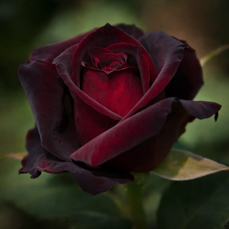 Rosier hybride de thé ‘Ink Spots’ ( Rosa ‘Ink Spots’)