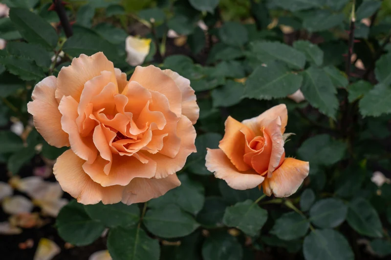 Rosier hybride de thé ‘Just Joey’ ( Rosa ‘Just Joey’)