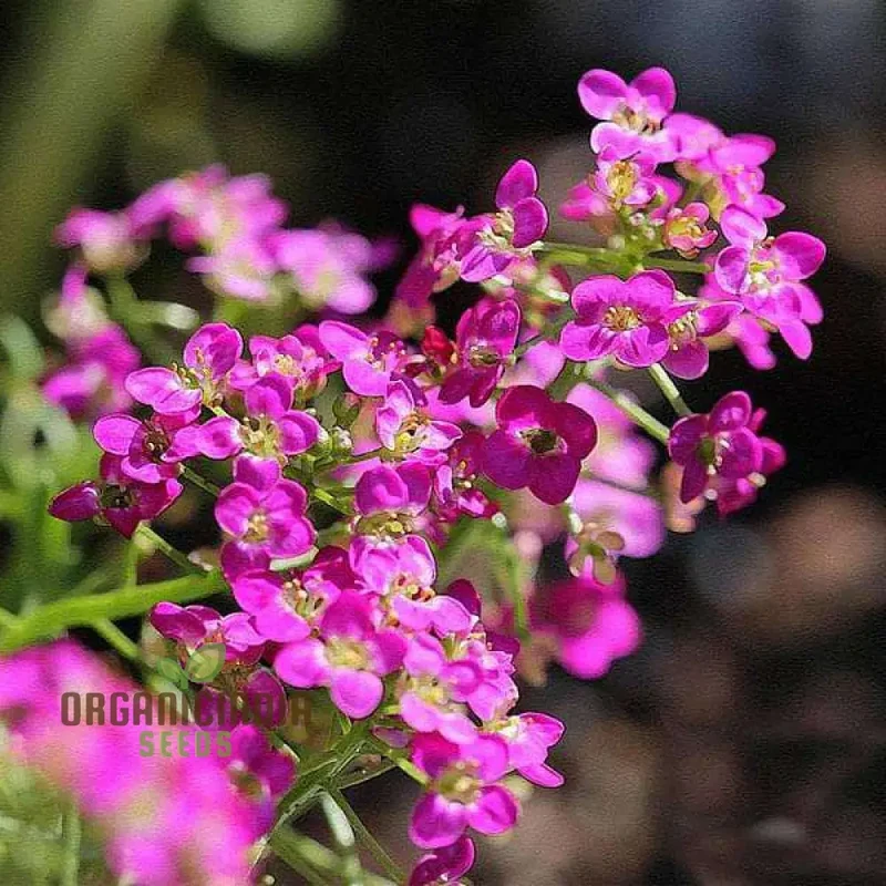 Rosie O'Day Seeds - Premium Quality Flower Seeds for Planting and Gardening | Buy Organic Rosie O'Day Seeds Online