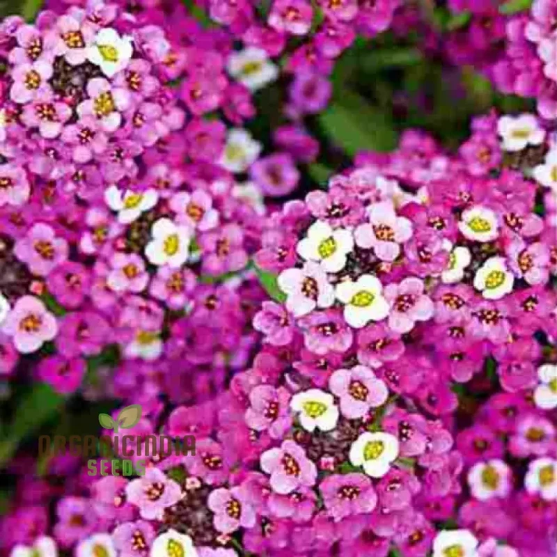 Rosie O'Day Seeds - Premium Quality Flower Seeds for Planting and Gardening | Buy Organic Rosie O'Day Seeds Online