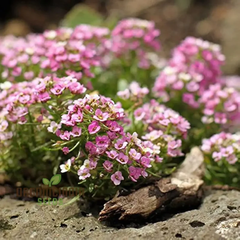 Rosie O'Day Seeds - Premium Quality Flower Seeds for Planting and Gardening | Buy Organic Rosie O'Day Seeds Online
