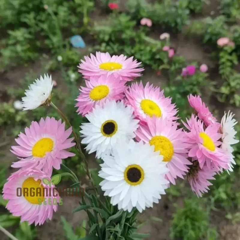 Acroclinium Mix Open Pollination Seeds - Ideal for Planting, Extensive Seed Variety for Your Garden