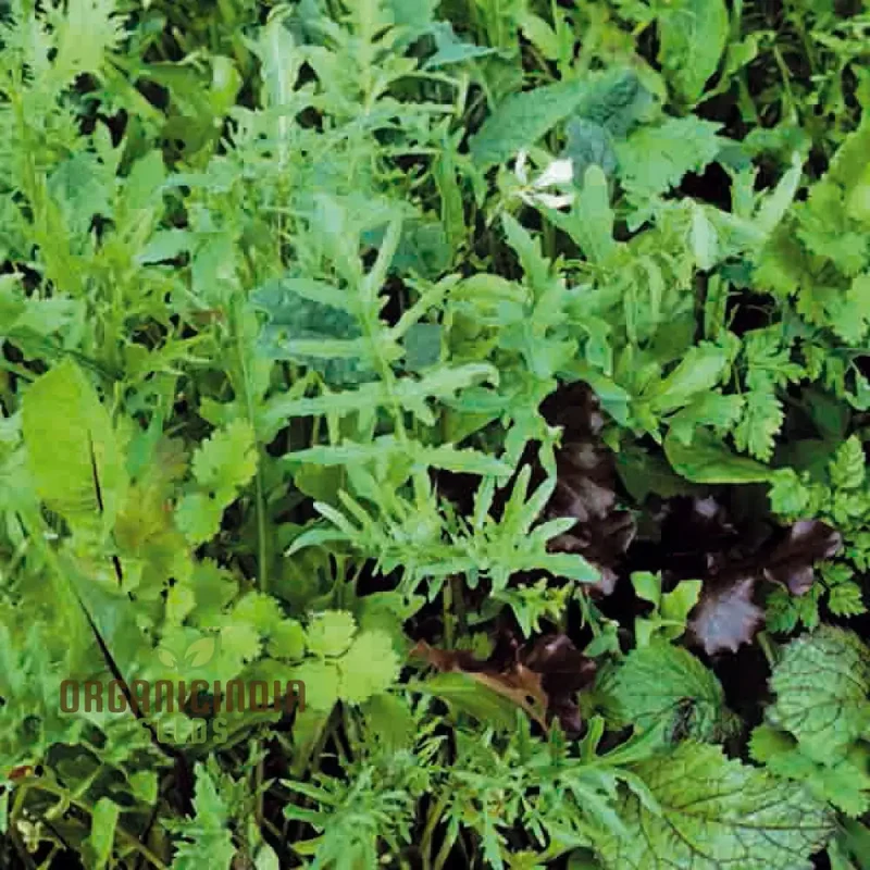 Mixed Oriental Leaves Vegetable Seeds for Planting, Premium Quality Seeds for Successful Gardening