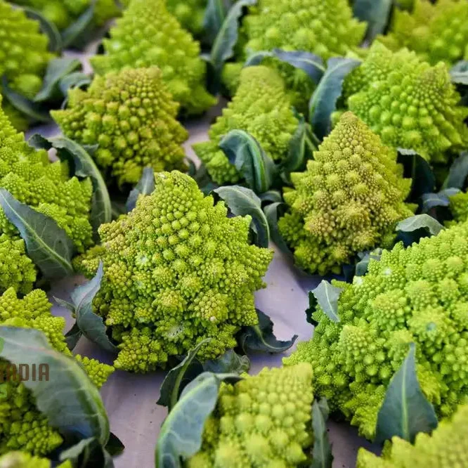 Broccoli - Romanesco Seeds for Gardening Enthusiasts | Premium Quality, Heirloom Variety | Ideal for Home Gardens and Organic Gardening