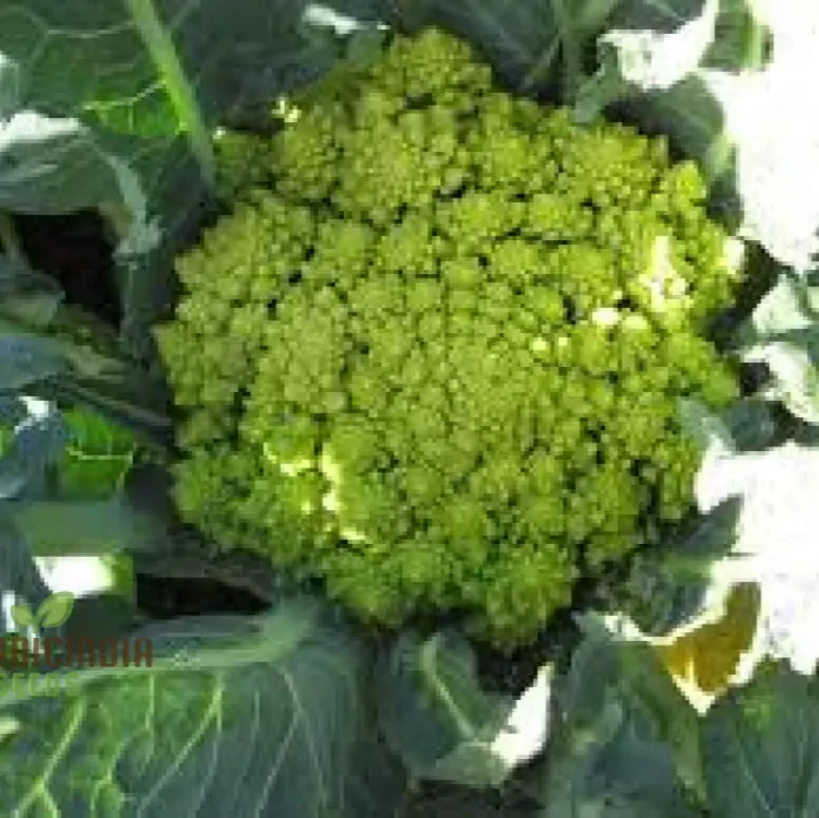 Broccoli - Romanesco Seeds for Gardening Enthusiasts | Premium Quality, Heirloom Variety | Ideal for Home Gardens and Organic Gardening