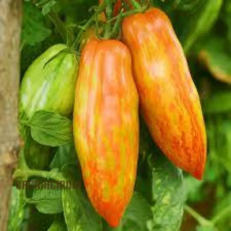 DWARF TOMATO - PEPPER LIKE STRIPE Seeds for Planting | Perfect for Garden Enthusiasts