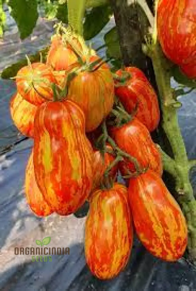 DWARF TOMATO - PEPPER LIKE STRIPE Seeds for Planting | Perfect for Garden Enthusiasts