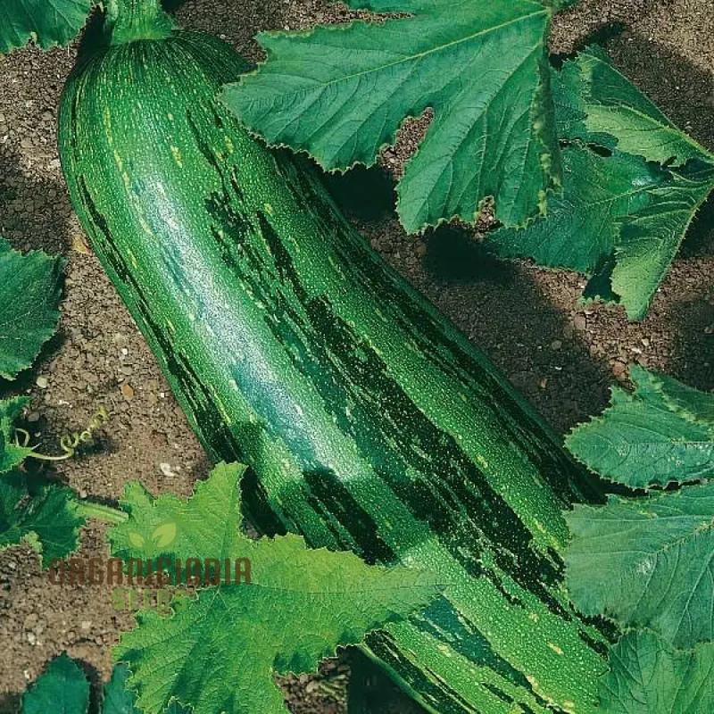 Marrow Green Trailing Vegetable Seeds for Planting, Premium Quality Vegetables Seeds for Growing in Your Home Garden