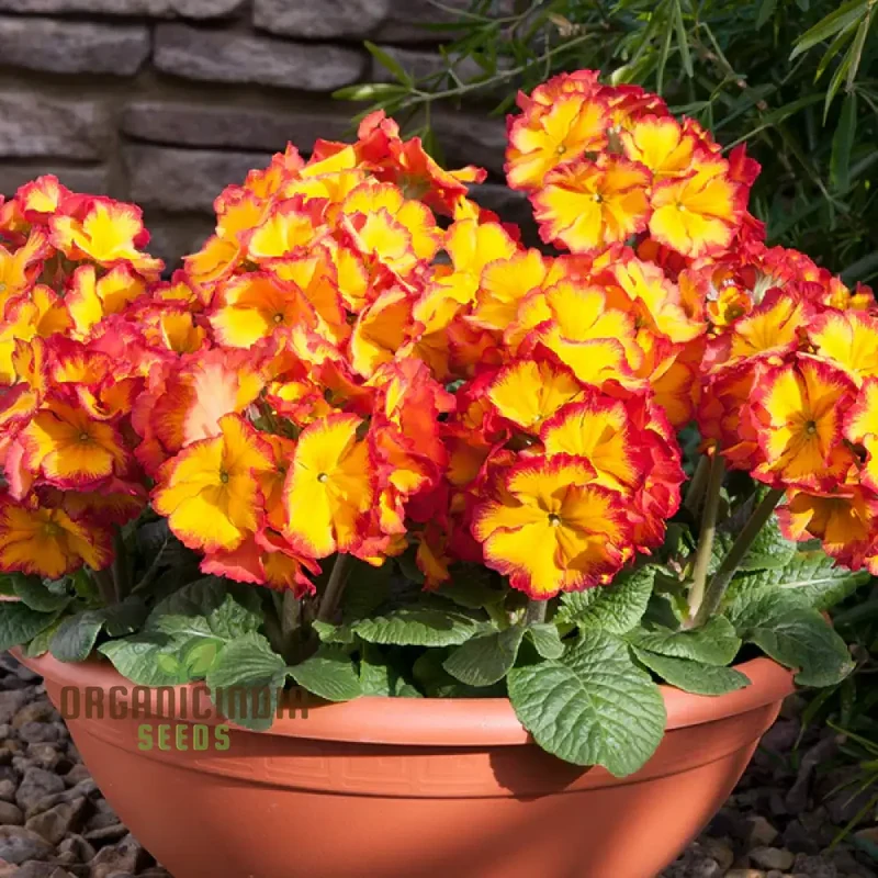 Polyanthus Showstopper Fire Dragon F1 Flower Seeds For Planting, Vibrant Red Polyanthus for a Stunning Garden Display