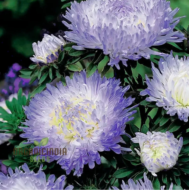 Aster Duchess Blue Ice Seeds - Beautiful Flowers for Your Garden