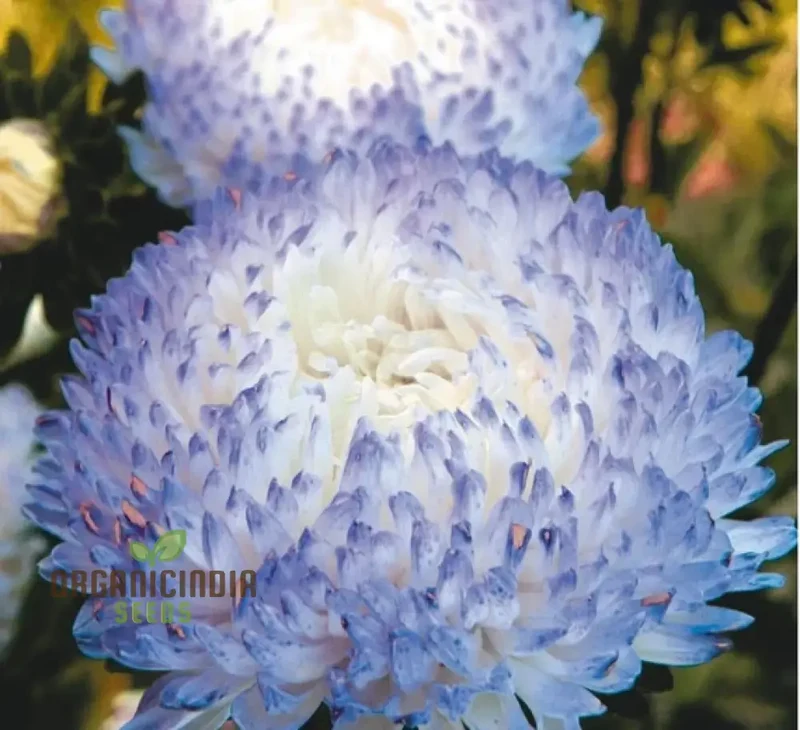 Aster Duchess Blue Ice Seeds - Beautiful Flowers for Your Garden
