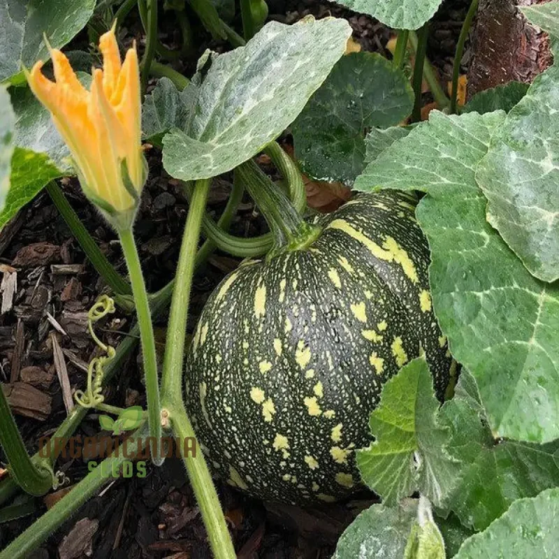 Japanese (Kent) Seeds - Premium Quality for Planting Success