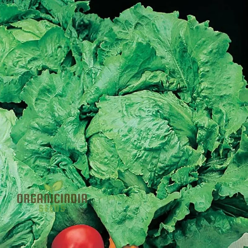 Lettuce Webbs Wonderful Vegetable Seeds for Planting, High-Quality Seeds for Home Gardening