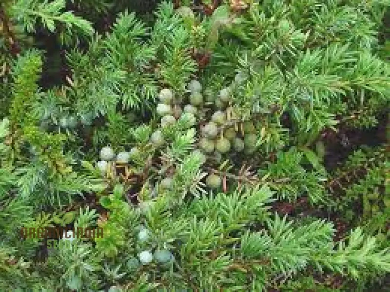 Common Juniper Seeds for Gardening Enthusiasts | Juniperus Communis Planting and Care
