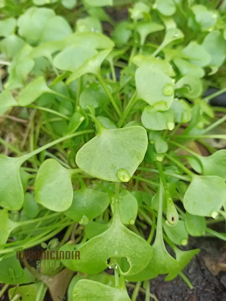 Winter Purslane Seeds – Nutritious & Hardy Greens for Winter Gardens