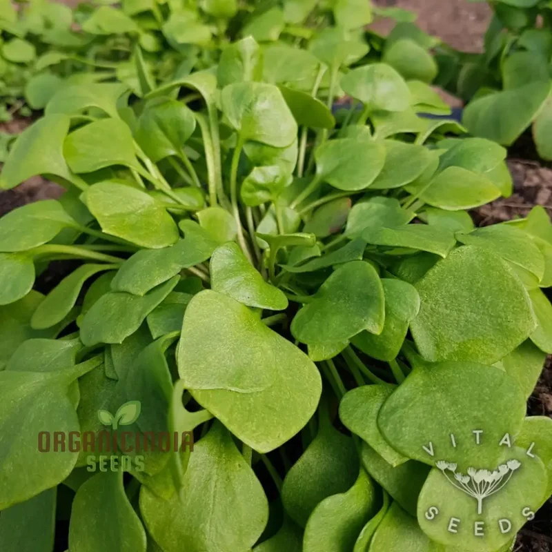 Winter Purslane Seeds – Nutritious & Hardy Greens for Winter Gardens