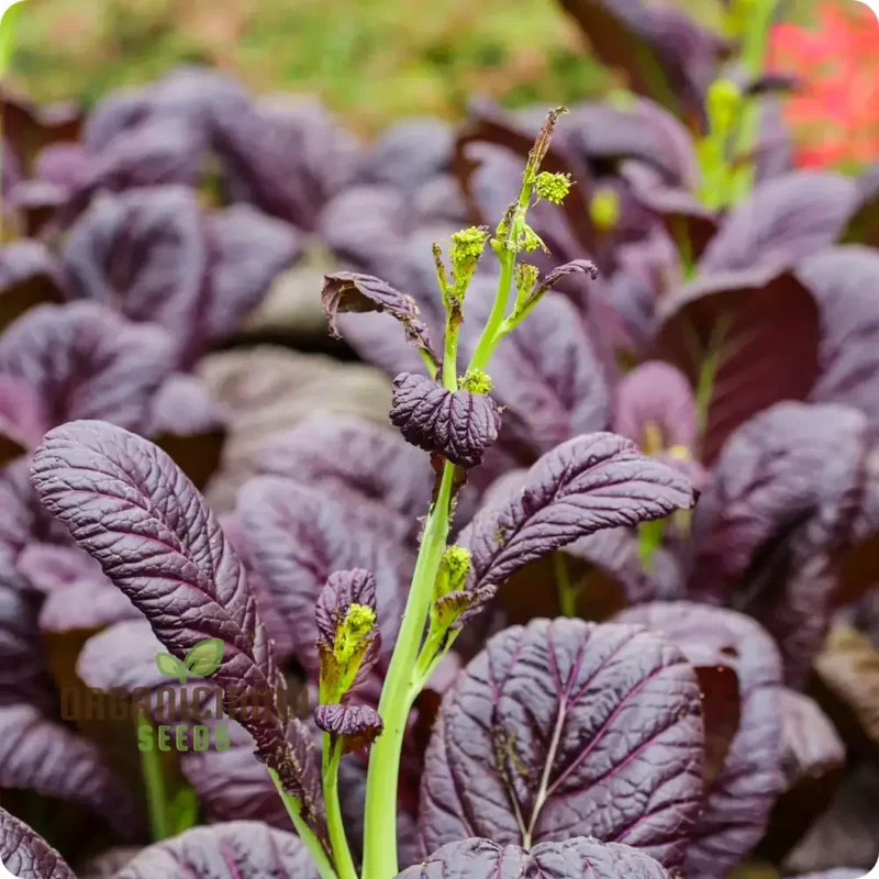 Osaka Purple Seeds for Vibrant Gardens - Buy Seeds for Planting Online