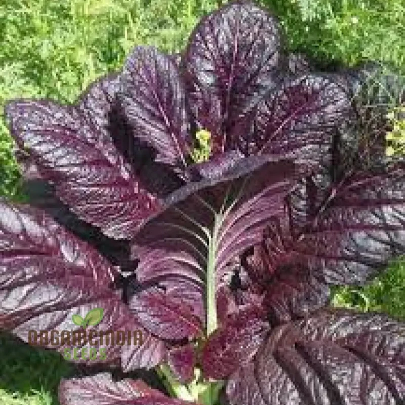 Osaka Purple Seeds for Vibrant Gardens - Buy Seeds for Planting Online
