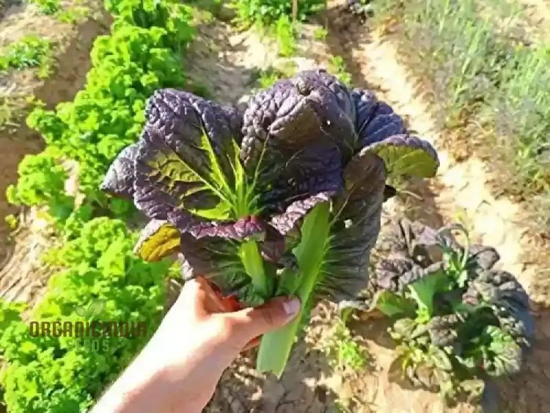 Osaka Purple Seeds for Vibrant Gardens - Buy Seeds for Planting Online