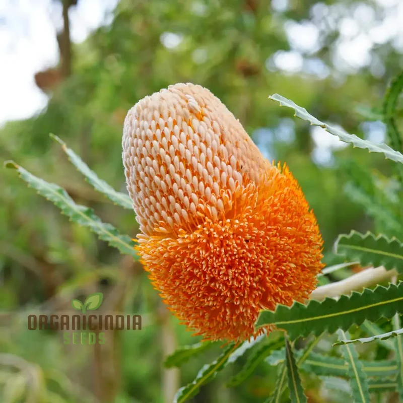 Acorn Banksia Seeds – Australian Native Wildflower Shrub
