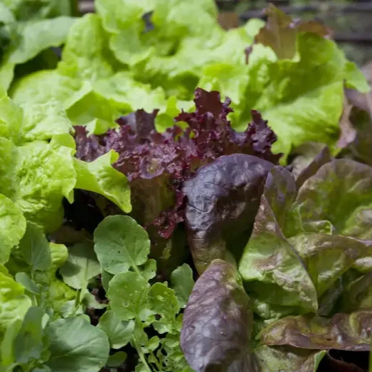 Lettuce Mixed Baby Leaf Vegetable Seeds for Planting, Premium Seeds for Home Gardeners