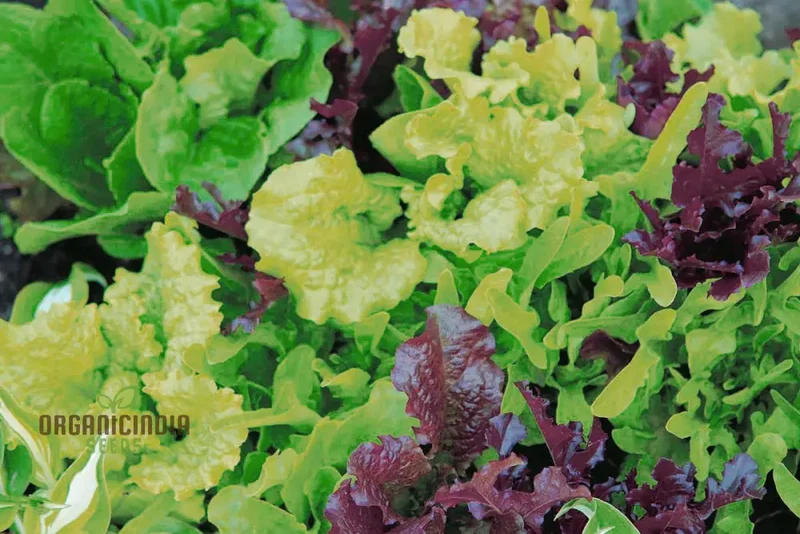 Lettuce Mixed Baby Leaf Vegetable Seeds for Planting, Premium Seeds for Home Gardeners