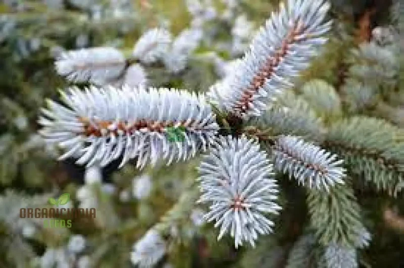 Blue Spruce Seeds for Gardening Enthusiasts | Picea pungens Seeds with Planting Instructions