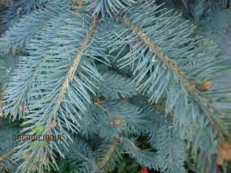 Blue Spruce Seeds for Gardening Enthusiasts | Picea pungens Seeds with Planting Instructions