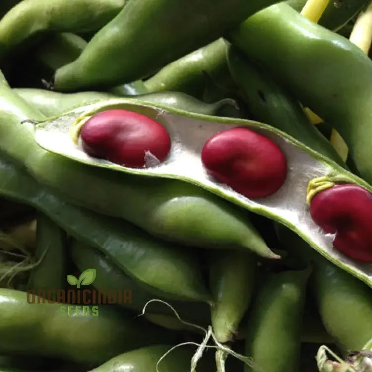 Broad Bean Red Epicure Vegetable Seeds For Planting, High-Yielding, Nutritious Beans for a Successful Garden Harvest