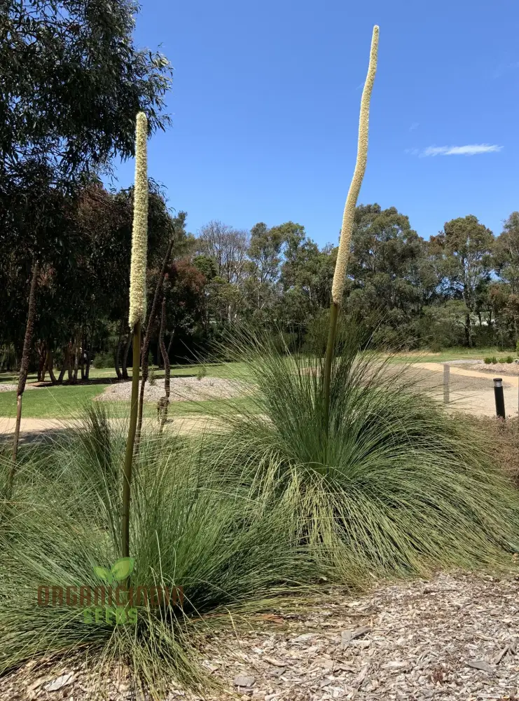 Australian Grass Tree Wildflower Seeds - Planting Guide Included - Grow Your Own Unique Australian Native Planting