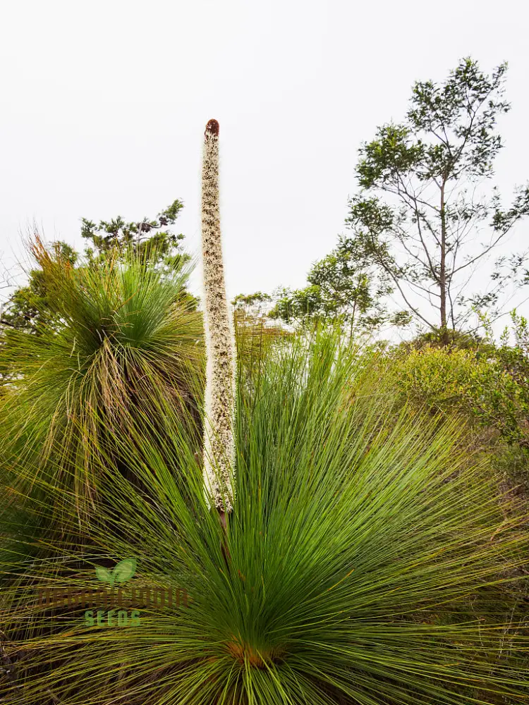Australian Grass Tree Wildflower Seeds - Planting Guide Included - Grow Your Own Unique Australian Native Planting