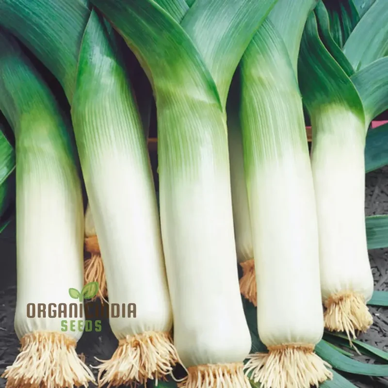 Leek Giant Winter Vegetable Seeds for Planting, Premium Quality Seeds for Your Vegetable Garden