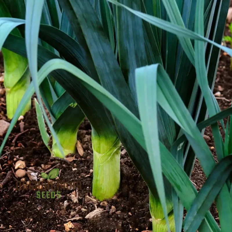 Leek Giant Winter Vegetable Seeds for Planting, Premium Quality Seeds for Your Vegetable Garden