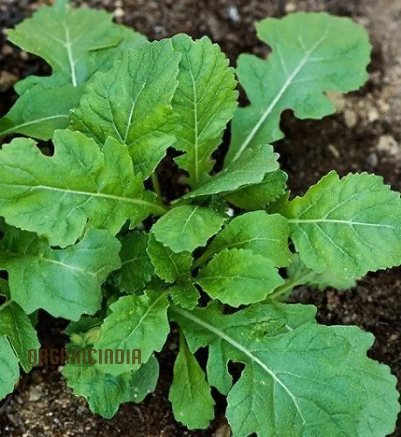 Rocket Wasabi Vegetable Seeds For Planting, Spicy and Flavorful Rocket Greens for a Unique Addition to Your Vegetable Garden