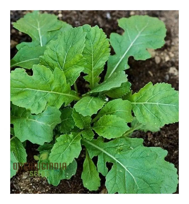Rocket Wasabi Vegetable Seeds For Planting, Spicy and Flavorful Rocket Greens for a Unique Addition to Your Vegetable Garden