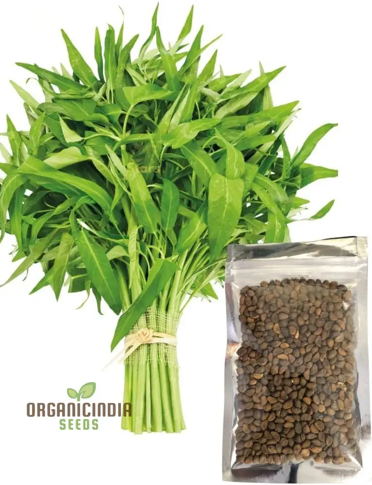 Kang Kong (Water Spinach Or Entsai) Seeds for Planting - Organic Gardening Essentials