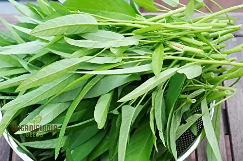 Kang Kong (Water Spinach Or Entsai) Seeds for Planting - Organic Gardening Essentials
