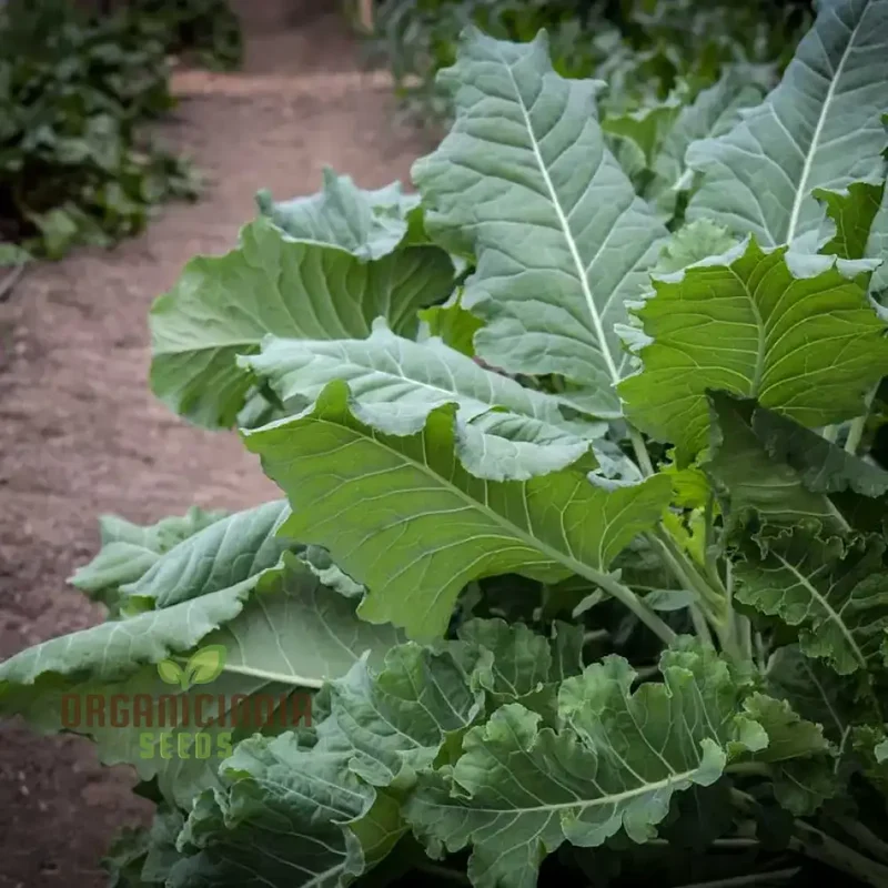 Kale Thousandhead Vegetable Seeds for Planting, High-Quality Vegetable Seeds for a Thriving Kale Seeds for Home Gardeners