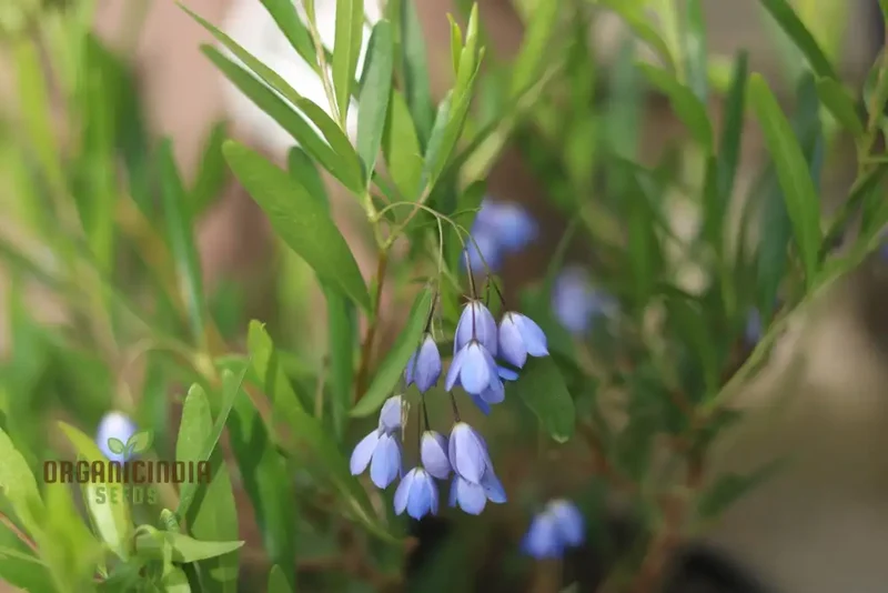 Australian Climbing Bluebell Wildflower Seeds - Planting Guide Included, Rare Wildflower Seeds