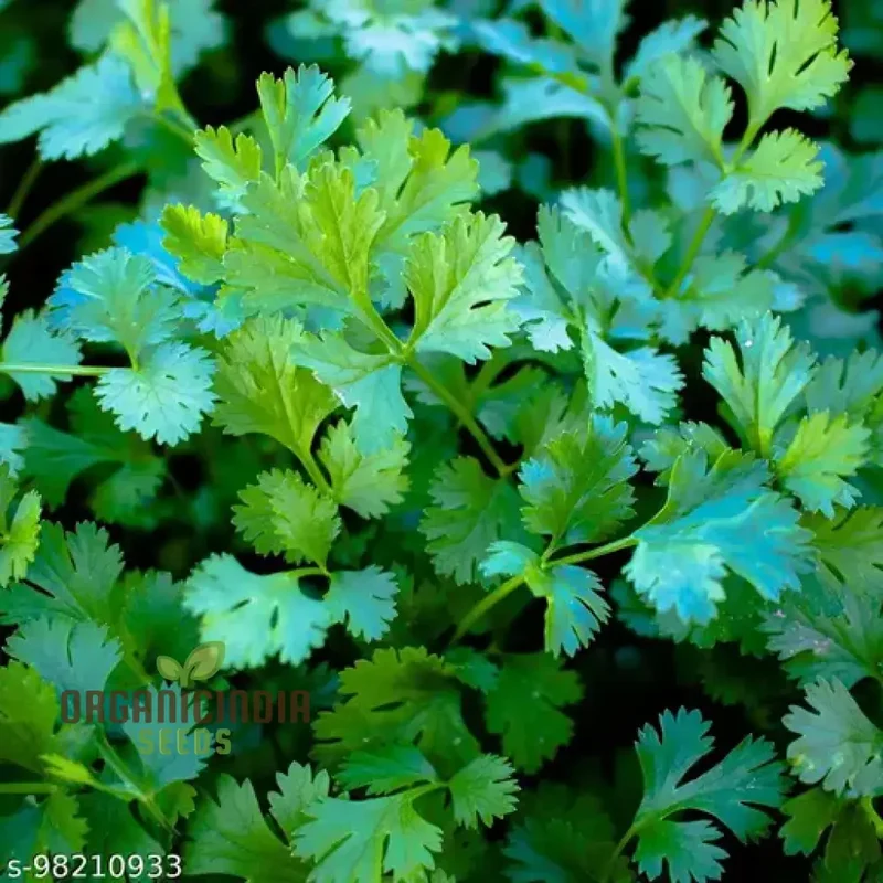 Cilantro - Slow Bolting Seeds for Successful Planting and Growing | Buy Organic Seeds Online