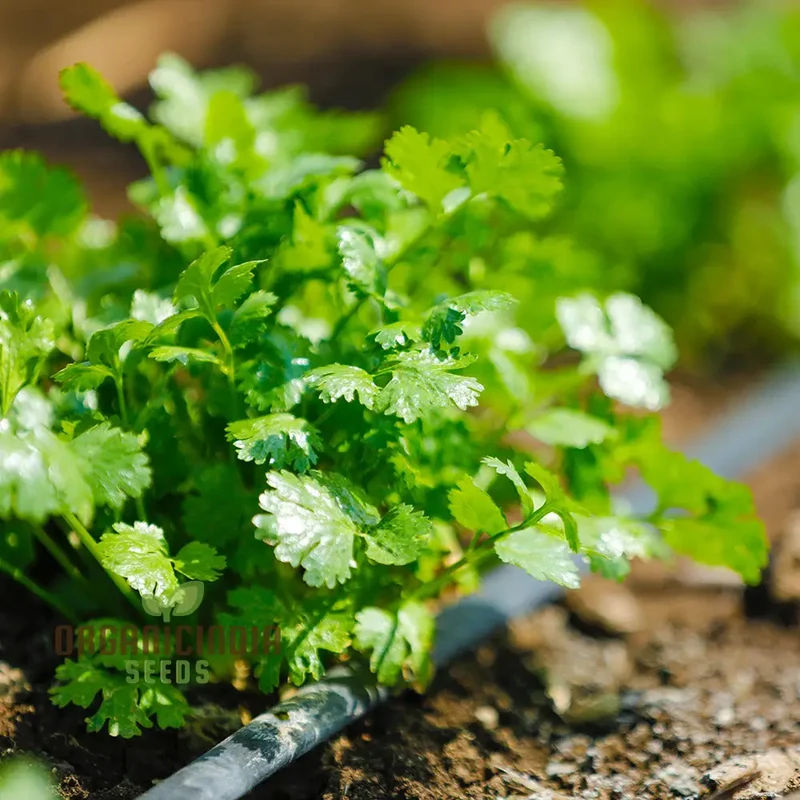 Cilantro - Slow Bolting Seeds for Successful Planting and Growing | Buy Organic Seeds Online