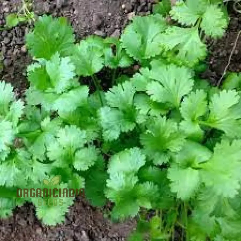 Cilantro - Slow Bolting Seeds for Successful Planting and Growing | Buy Organic Seeds Online