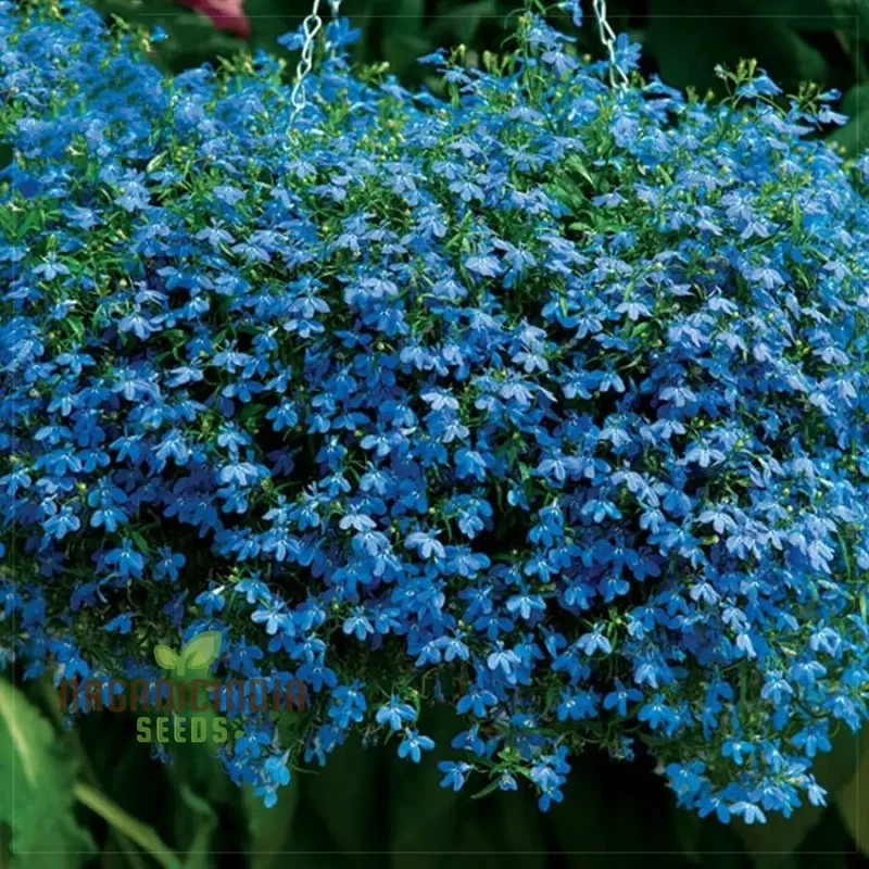 Lobelia (Edging Variety) Cambridge Blue Flower Seeds For Planting, Elegant Blue Lobelia for Perfect Garden Edging and Borders