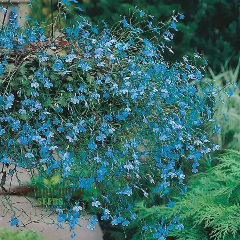 Lobelia (Edging Variety) Cambridge Blue Flower Seeds For Planting, Elegant Blue Lobelia for Perfect Garden Edging and Borders